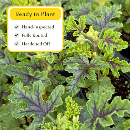 2 Moskito Shocker Citronella Plants in 4" Pots | Variegated Fragrant Geranium with Mosquito-Repelling Scent, Black Ribbing, & Pink Blooms
