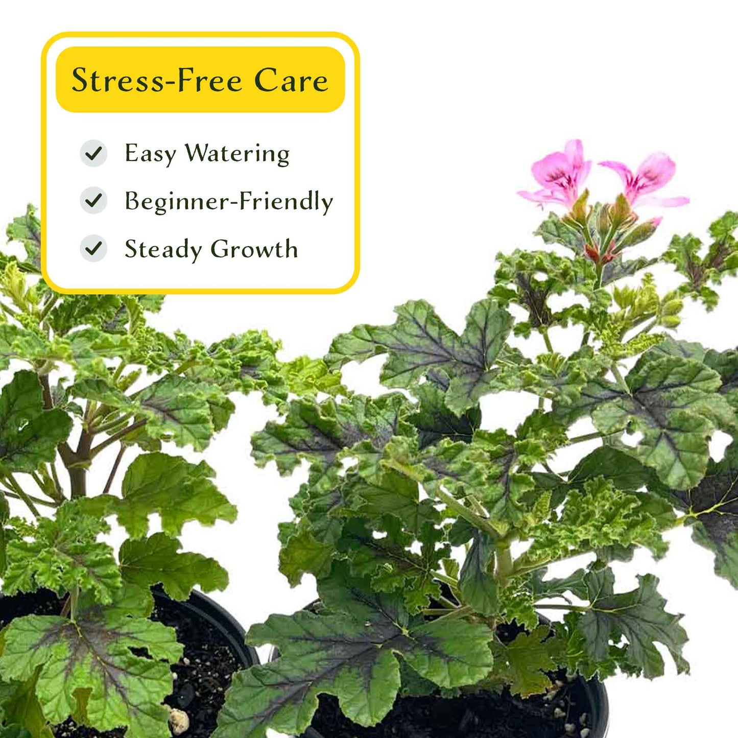 2 Moskito Shocker Citronella Plants in 4" Pots | Variegated Fragrant Geranium with Mosquito-Repelling Scent, Black Ribbing, & Pink Blooms