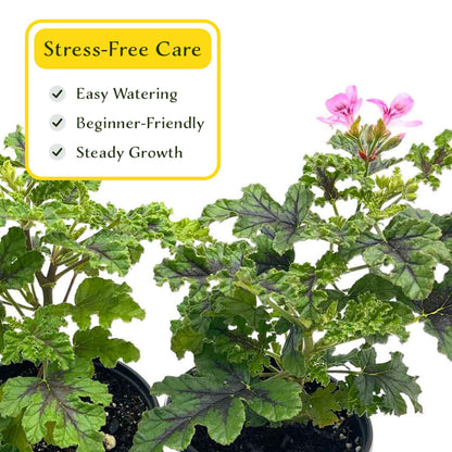 2 Moskito Shocker Citronella Plants in 4" Pots | Variegated Fragrant Geranium with Mosquito-Repelling Scent, Black Ribbing, & Pink Blooms
