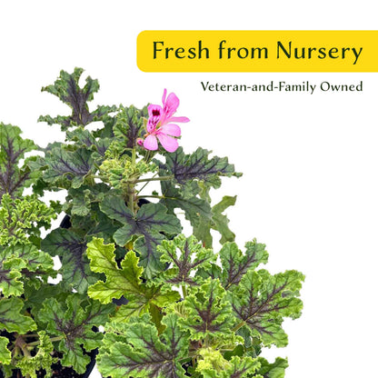 2 Moskito Shocker Citronella Plants in 4" Pots | Variegated Fragrant Geranium with Mosquito-Repelling Scent, Black Ribbing, & Pink Blooms