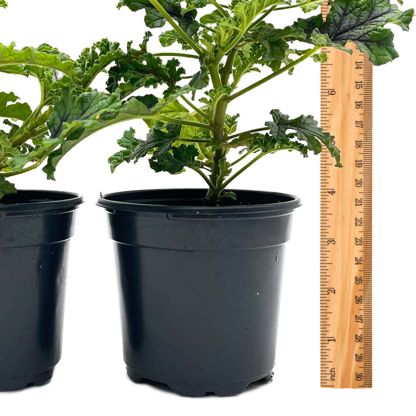 2 Moskito Shocker Citronella Plants in 4" Pots | Variegated Fragrant Geranium with Mosquito-Repelling Scent, Black Ribbing, & Pink Blooms