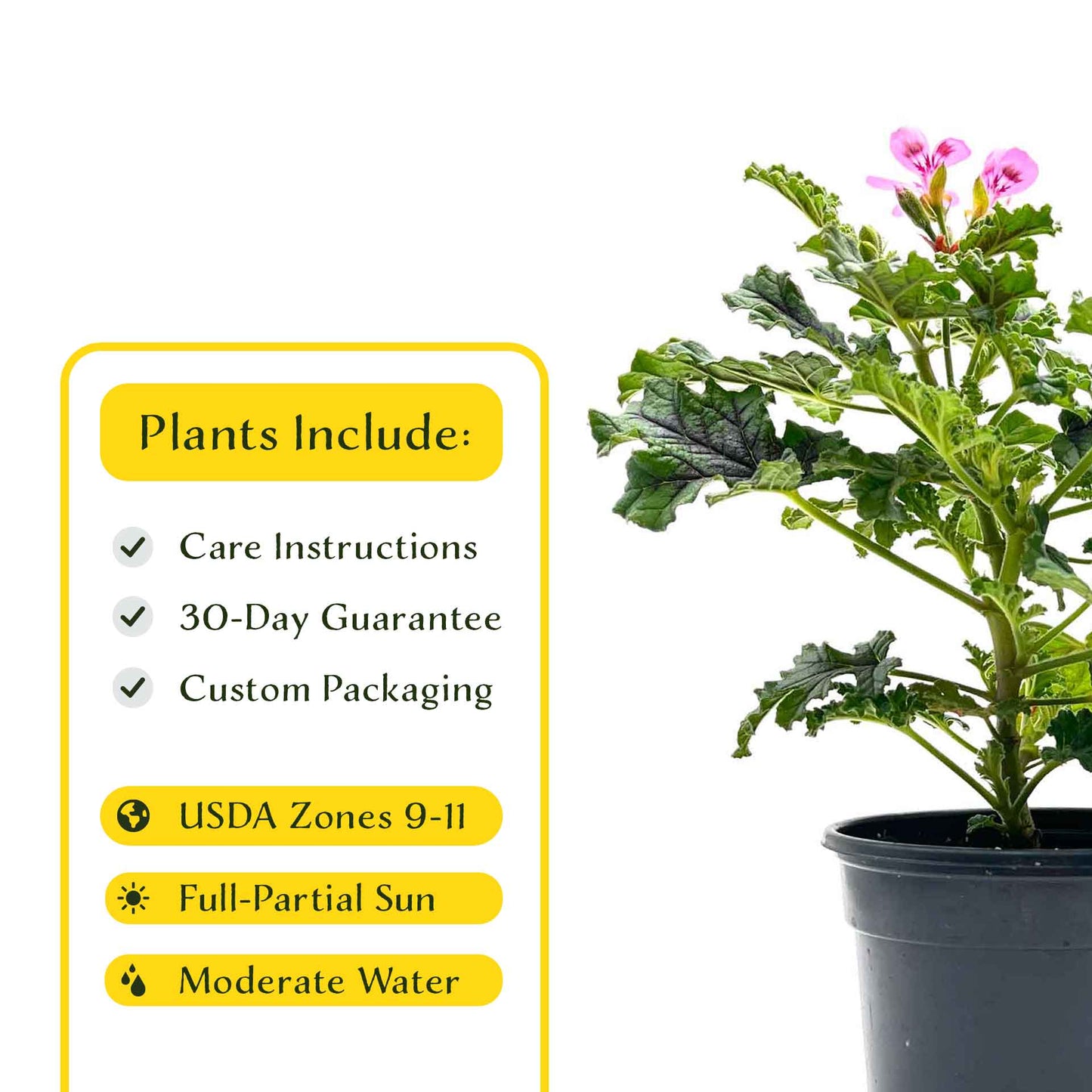 2 Moskito Shocker Citronella Plants in 4" Pots | Variegated Fragrant Geranium with Mosquito-Repelling Scent, Black Ribbing, & Pink Blooms
