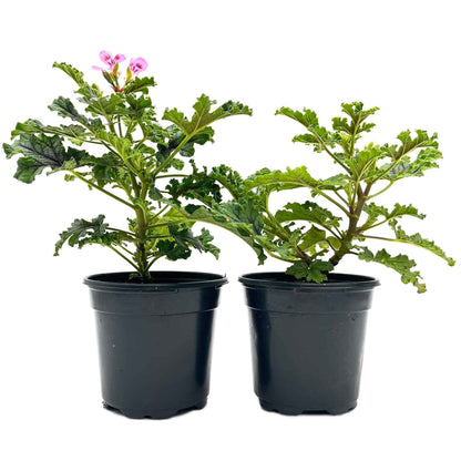 2 Moskito Shocker Citronella Plants in 4" Pots | Variegated Fragrant Geranium with Mosquito-Repelling Scent, Black Ribbing, & Pink Blooms