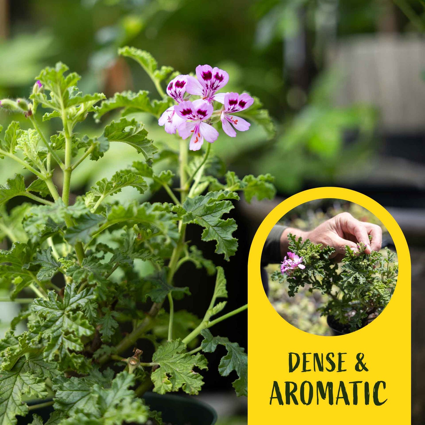 2 Variegated Mosquito Plants in 4" Pots | Fragrant Citronella Geranium (Pelargonium crispum) with Strong Lemon-Pine Aroma & Pink Blooms