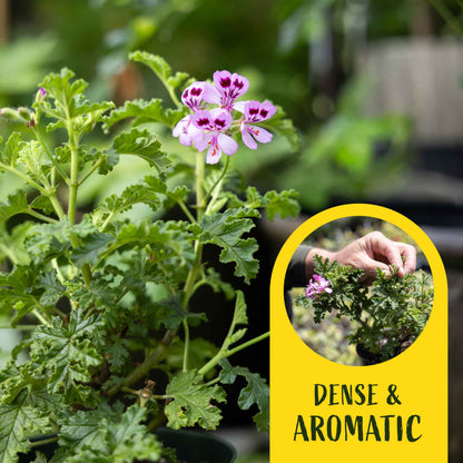 2 Variegated Mosquito Plants in 4" Pots | Fragrant Citronella Geranium (Pelargonium crispum) with Strong Lemon-Pine Aroma & Pink Blooms