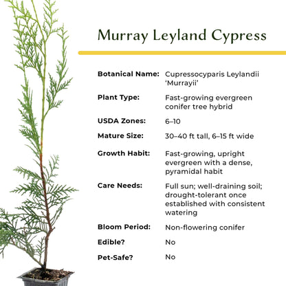 Murray Leyland Cypress in 3.5” Nursery Cubes (Cupressocyparis leylandii ‘Murrayii’)