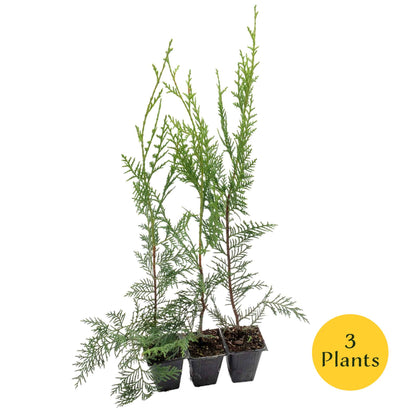 Murray Leyland Cypress in 3.5” Nursery Cubes (Cupressocyparis leylandii ‘Murrayii’)