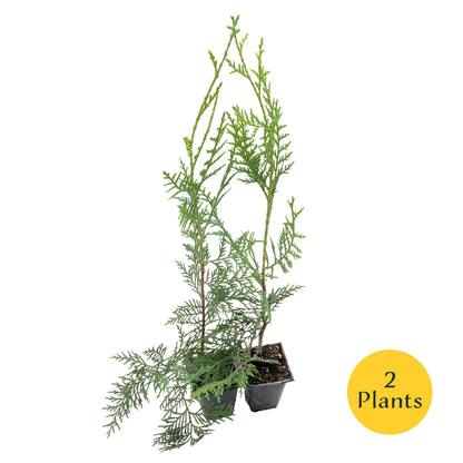 Murray Leyland Cypress in 3.5” Nursery Cubes (Cupressocyparis leylandii ‘Murrayii’)