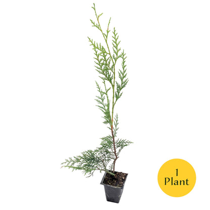 Murray Leyland Cypress in 3.5” Nursery Cubes (Cupressocyparis leylandii ‘Murrayii’)