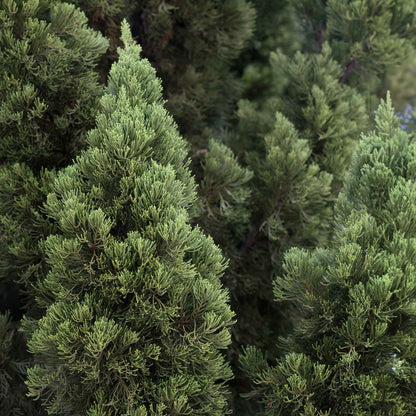 Murray Leyland Cypress in 3.5” Nursery Cubes (Cupressocyparis leylandii ‘Murrayii’)