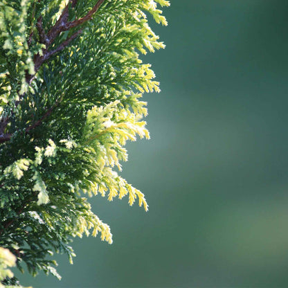 Murray Leyland Cypress in 3.5” Nursery Cubes (Cupressocyparis leylandii ‘Murrayii’)