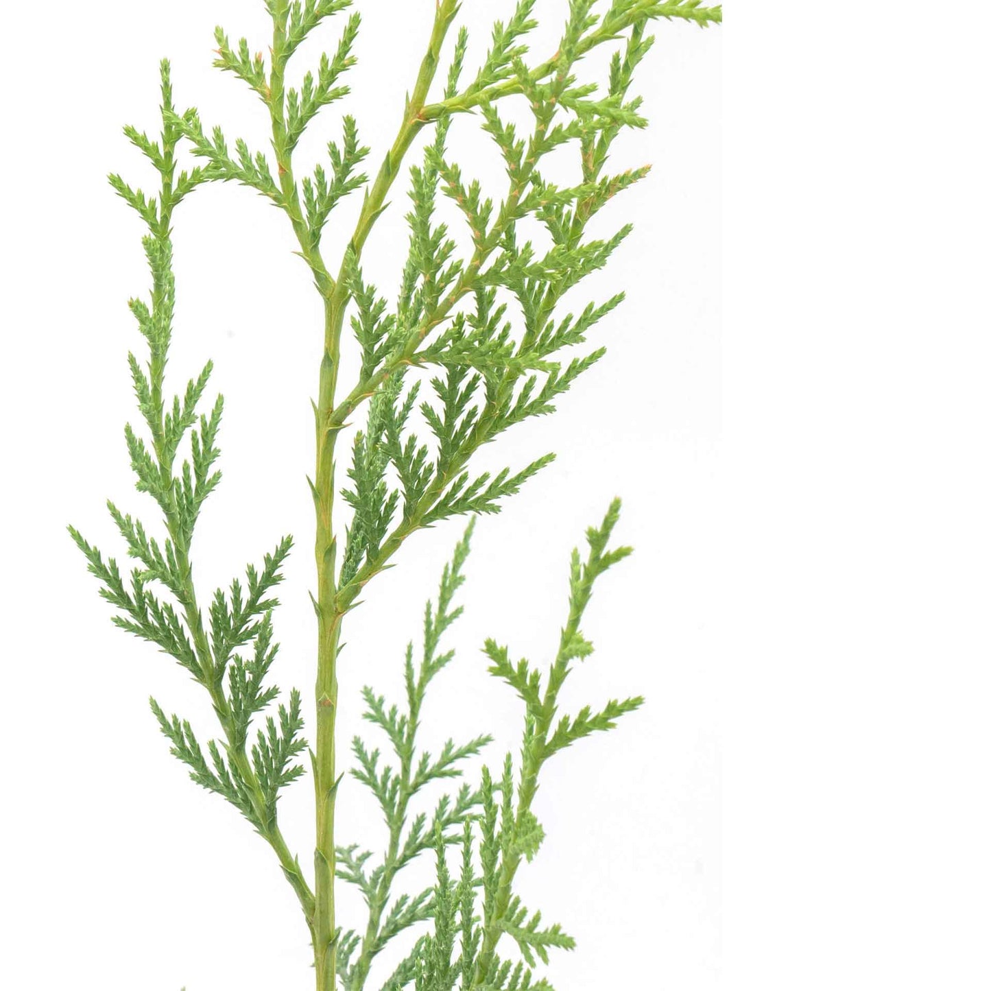 Murray Leyland Cypress in 3.5” Nursery Cubes (Cupressocyparis leylandii ‘Murrayii’)