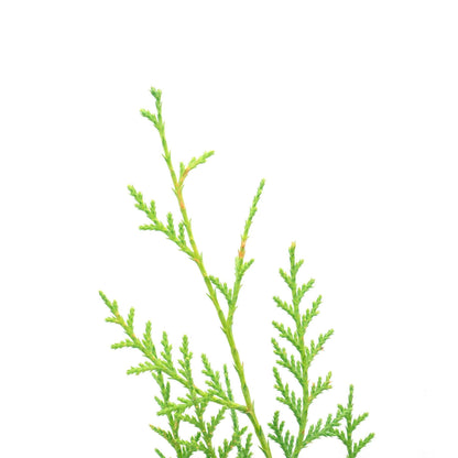 Murray Leyland Cypress in 3.5” Nursery Cubes (Cupressocyparis leylandii ‘Murrayii’)