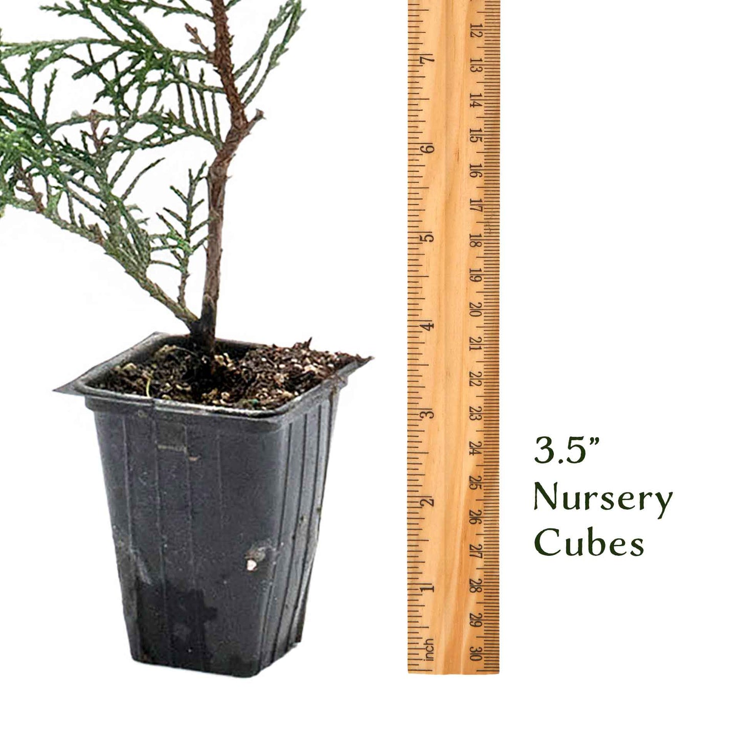 Murray Leyland Cypress in 3.5” Nursery Cubes (Cupressocyparis leylandii ‘Murrayii’)