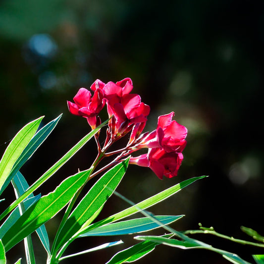 Red Oleander | Live Plant in 2.5 Inch Nursery Cube | Nerium Red Oleander | Jannoch Variety
