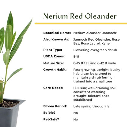 Nerium Red Oleander in 2.5” Nursery Cubes (Nerium oleander ‘Jannoch’)