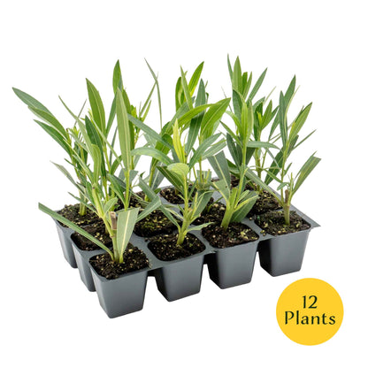 Nerium Red Oleander in 2.5” Nursery Cubes (Nerium oleander ‘Jannoch’)
