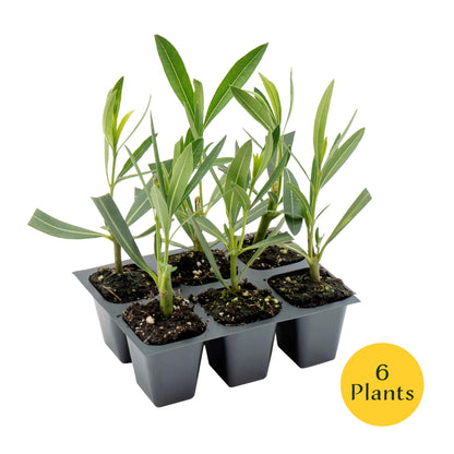 Nerium Red Oleander in 2.5” Nursery Cubes (Nerium oleander ‘Jannoch’)