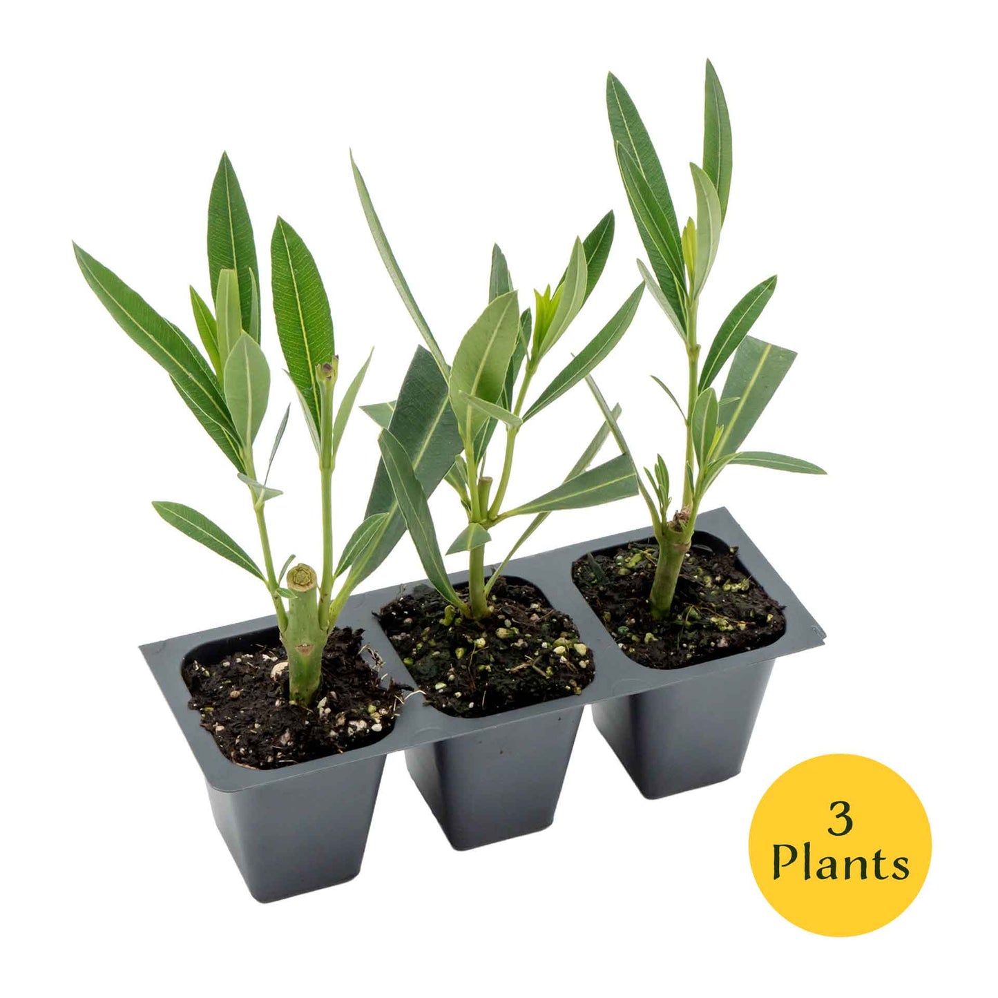 Nerium Red Oleander in 2.5” Nursery Cubes (Nerium oleander ‘Jannoch’)