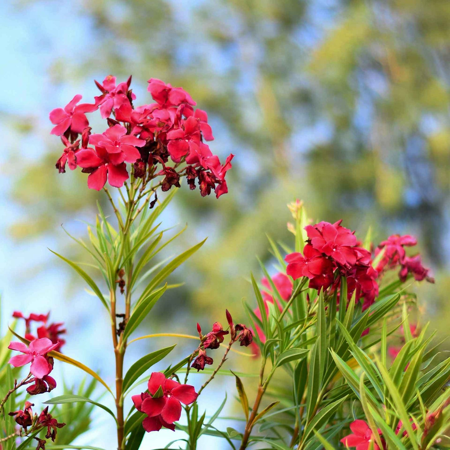 Nerium Red Oleander in 2.5” Nursery Cubes (Nerium oleander ‘Jannoch’)