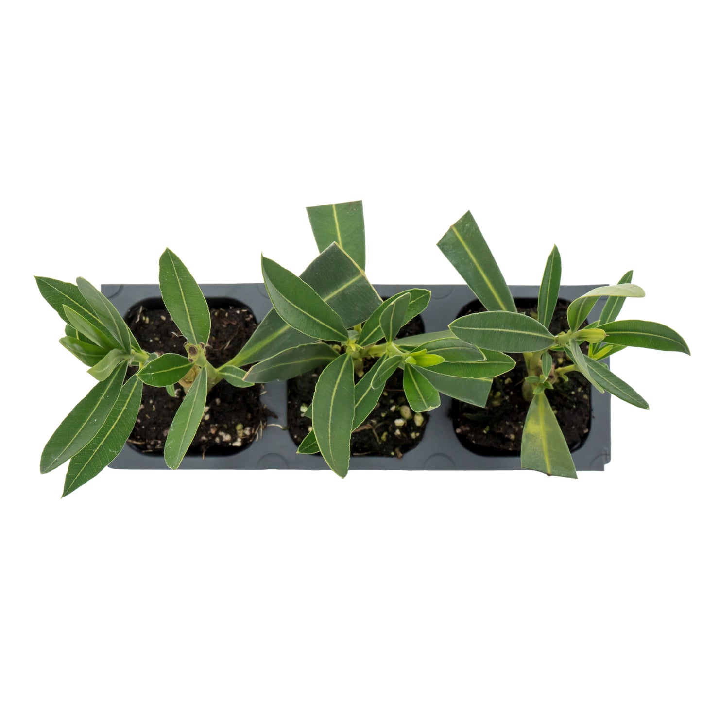 Red Oleander | Live Plant in 2.5 Inch Nursery Cube | Nerium Red Oleander | Jannoch Variety