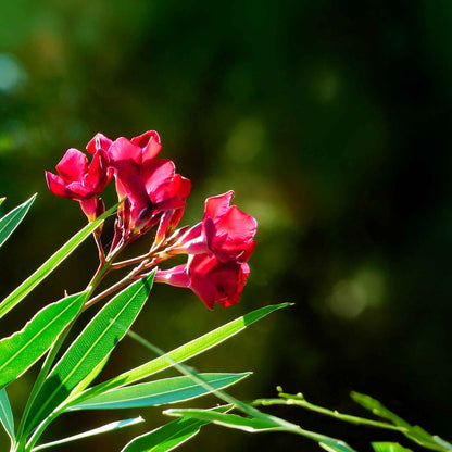 Nerium Red Oleander in 2.5” Nursery Cubes (Nerium oleander ‘Jannoch’)