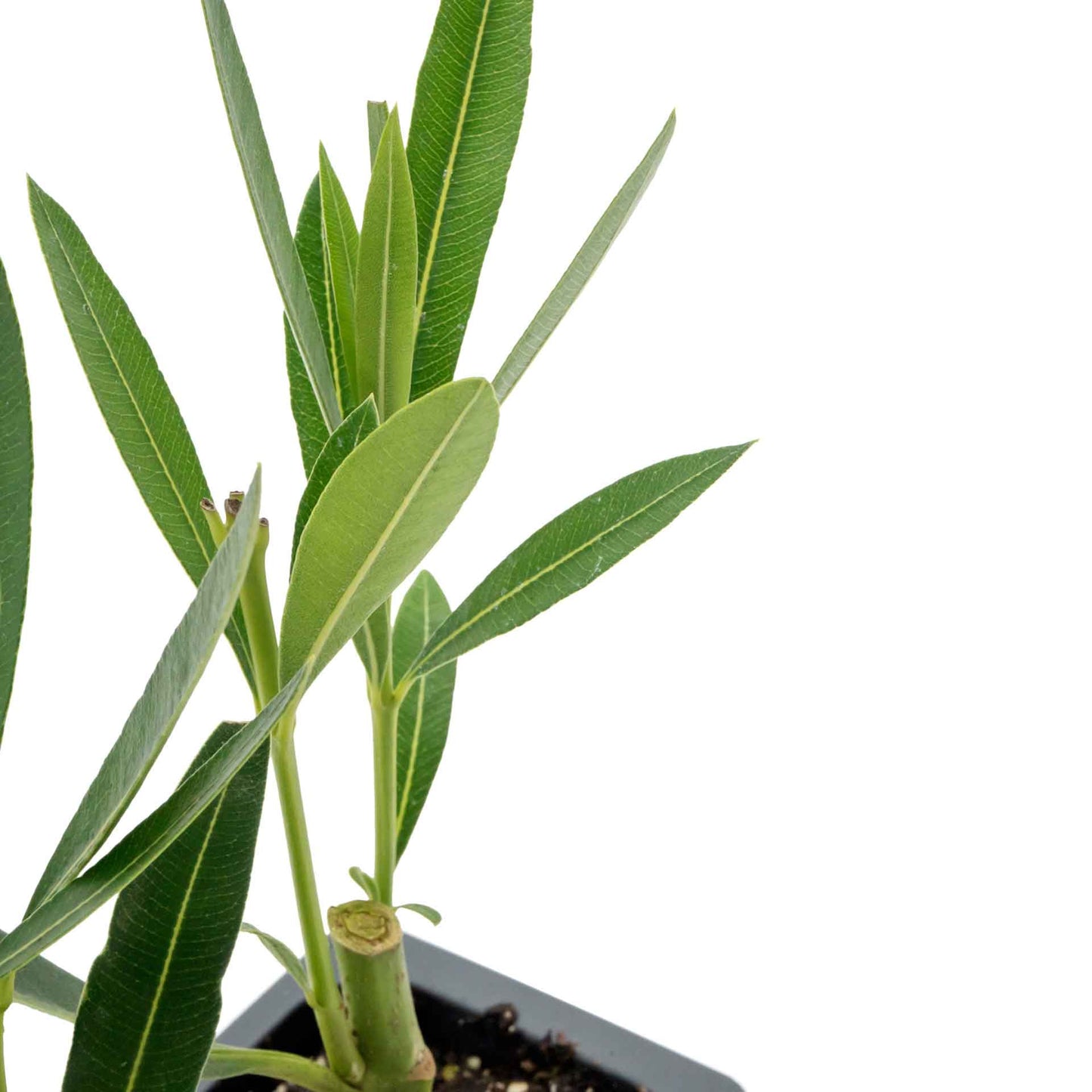 Nerium Red Oleander in 2.5” Nursery Cubes (Nerium oleander ‘Jannoch’)