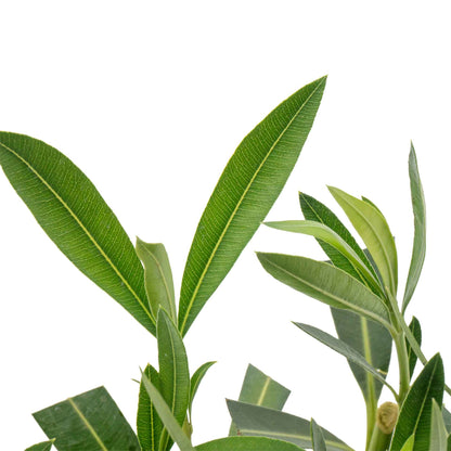 Nerium Red Oleander in 2.5” Nursery Cubes (Nerium oleander ‘Jannoch’)