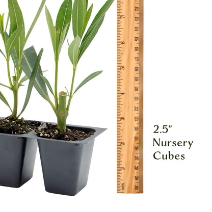 Nerium Red Oleander in 2.5” Nursery Cubes (Nerium oleander ‘Jannoch’)