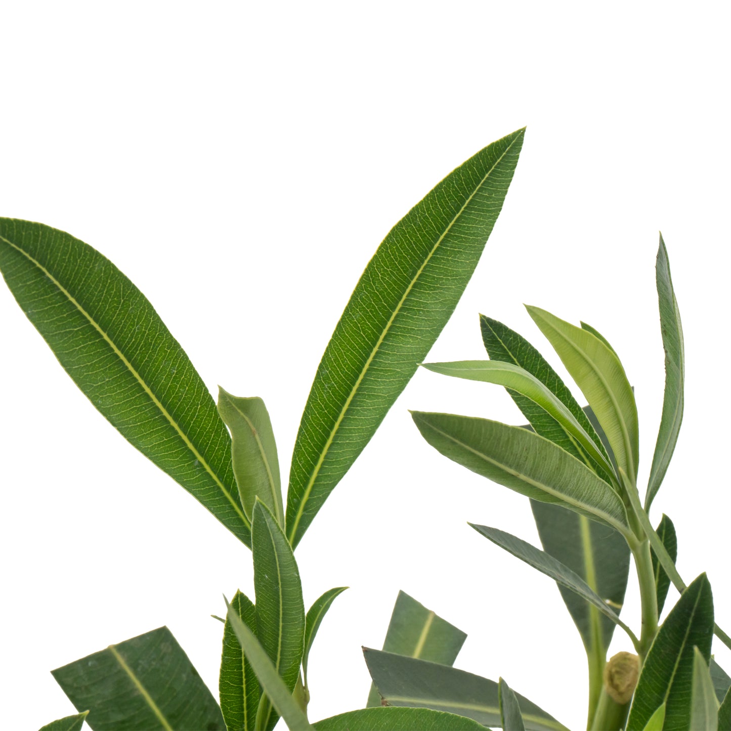 Red Oleander | Live Plant in 2.5 Inch Nursery Cube | Nerium Red Oleander | Jannoch Variety