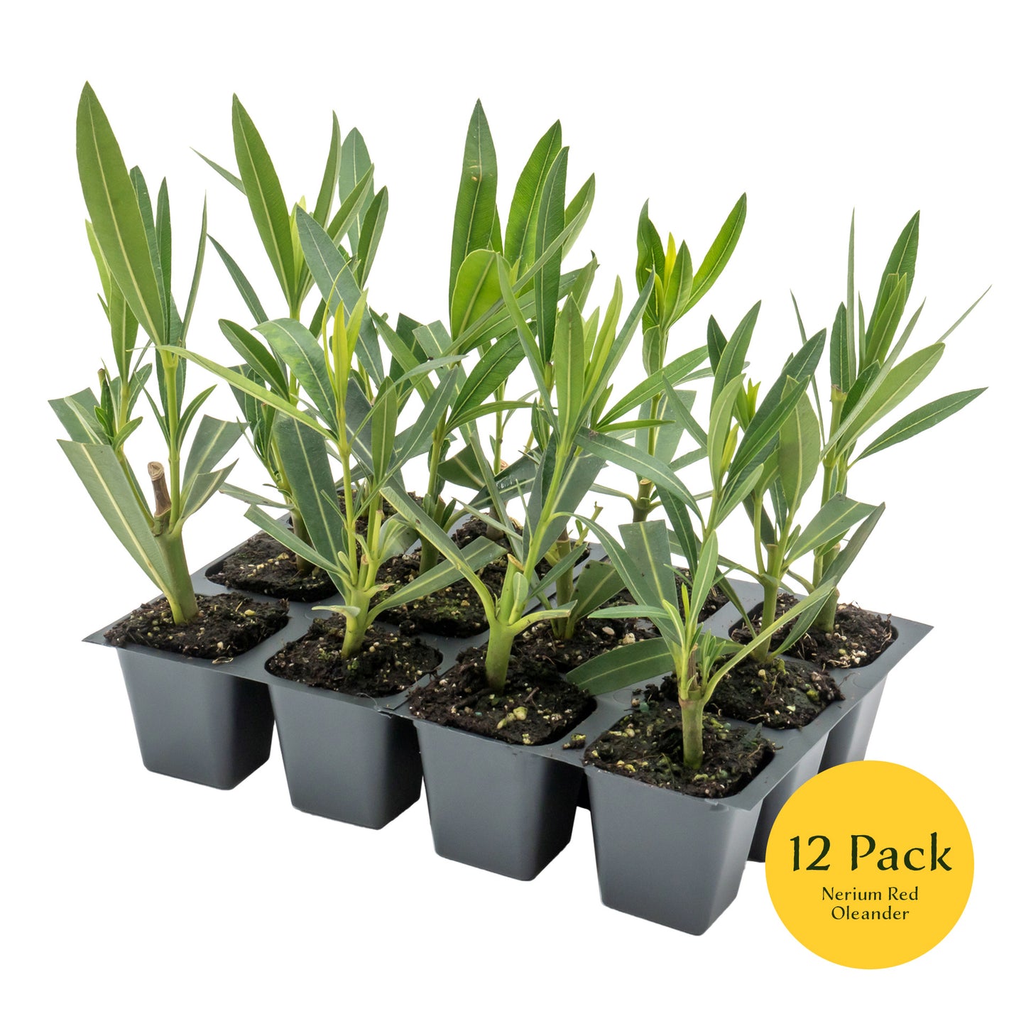 Red Oleander | Live Plant in 2.5 Inch Nursery Cube | Nerium Red Oleander | Jannoch Variety