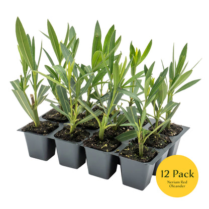 Red Oleander | Live Plant in 2.5 Inch Nursery Cube | Nerium Red Oleander | Jannoch Variety