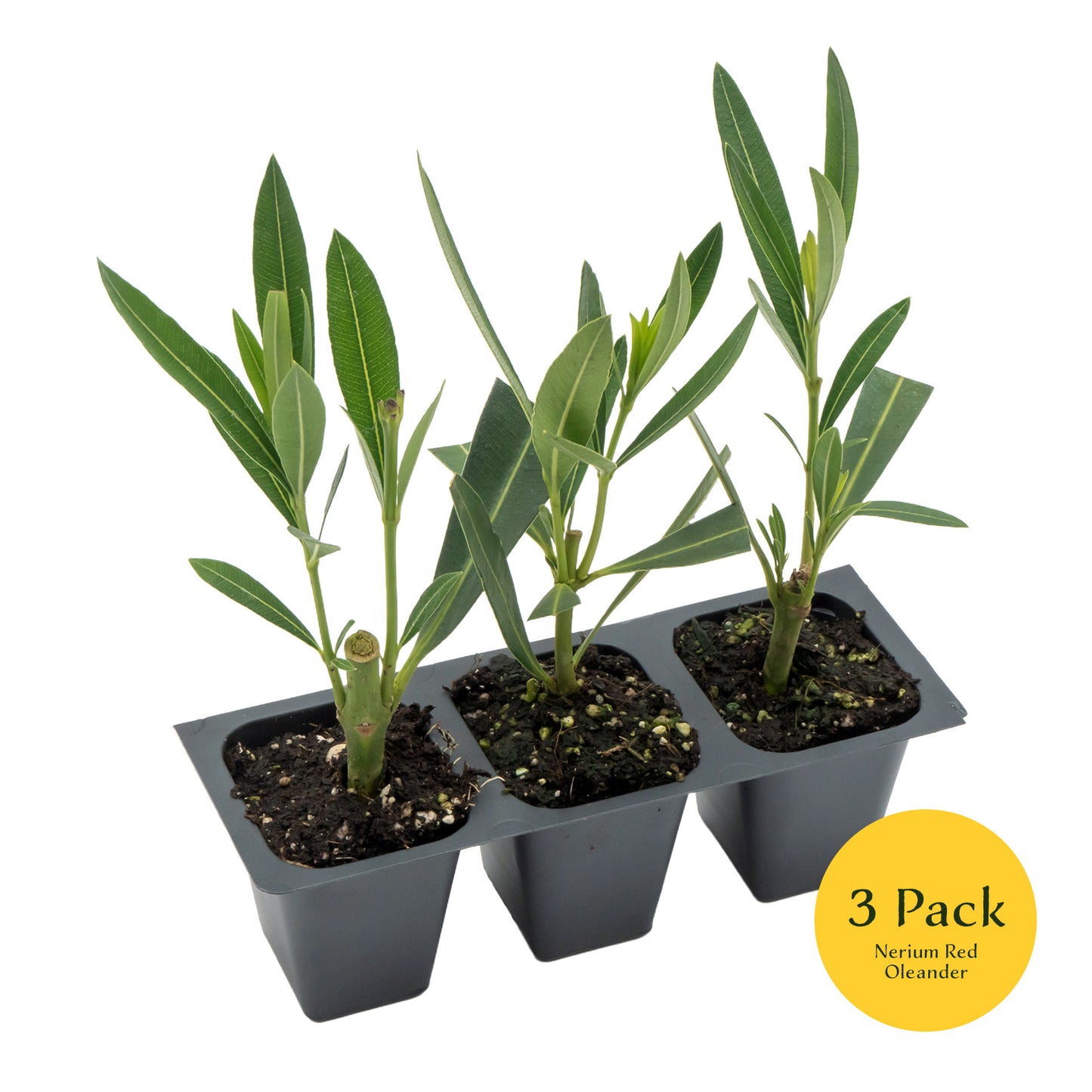 Red Oleander | Live Plant in 2.5 Inch Nursery Cube | Nerium Red Oleander | Jannoch Variety