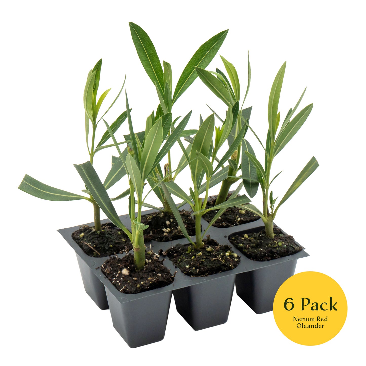 Red Oleander | Live Plant in 2.5 Inch Nursery Cube | Nerium Red Oleander | Jannoch Variety