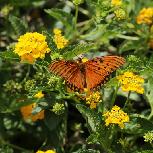 New Gold Lantana | Live Plant in 2.5 Inch Nursery Cube | Lantana x 'New Gold'