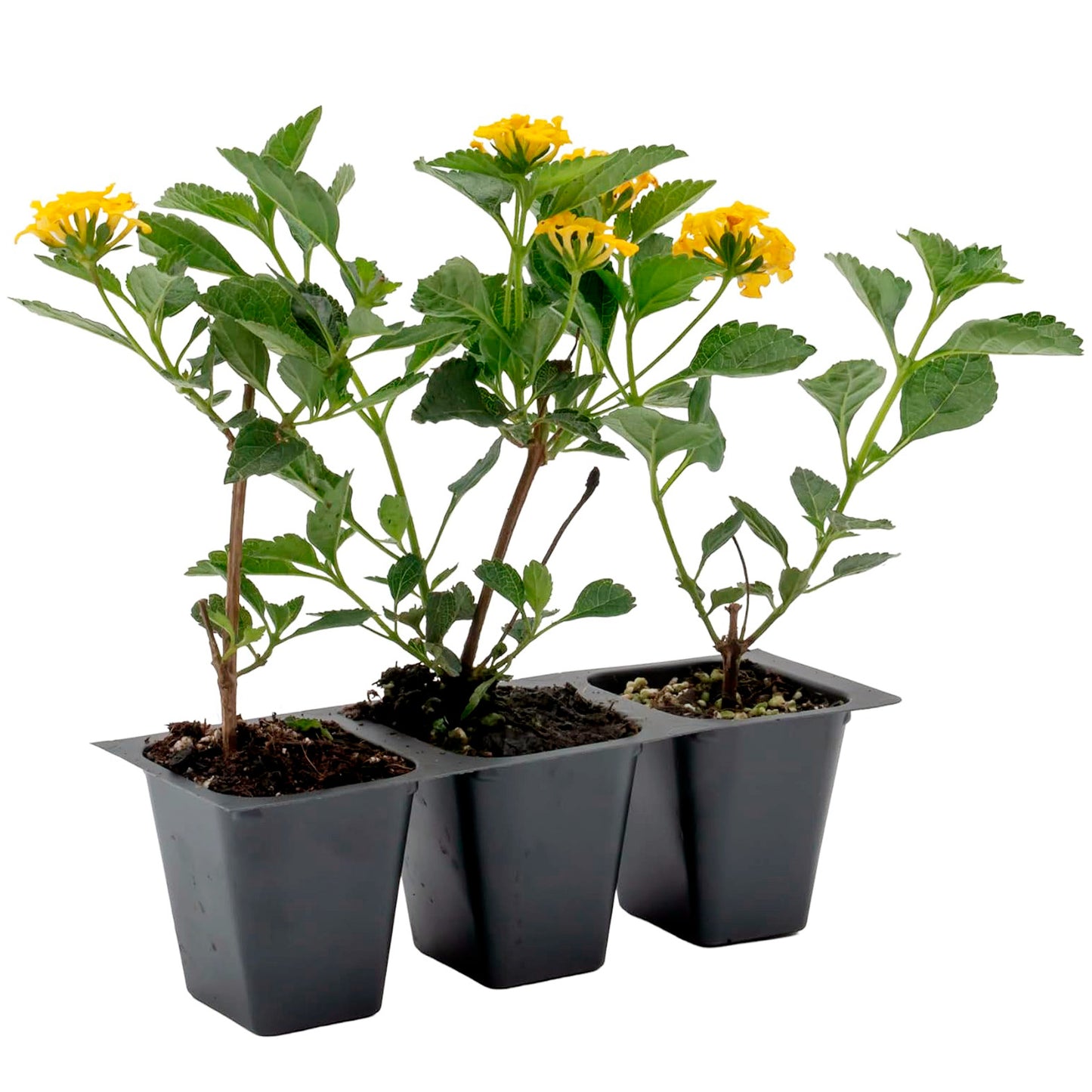 New Gold Lantana | Live Plant in 2.5 Inch Nursery Cube | Lantana x 'New Gold'