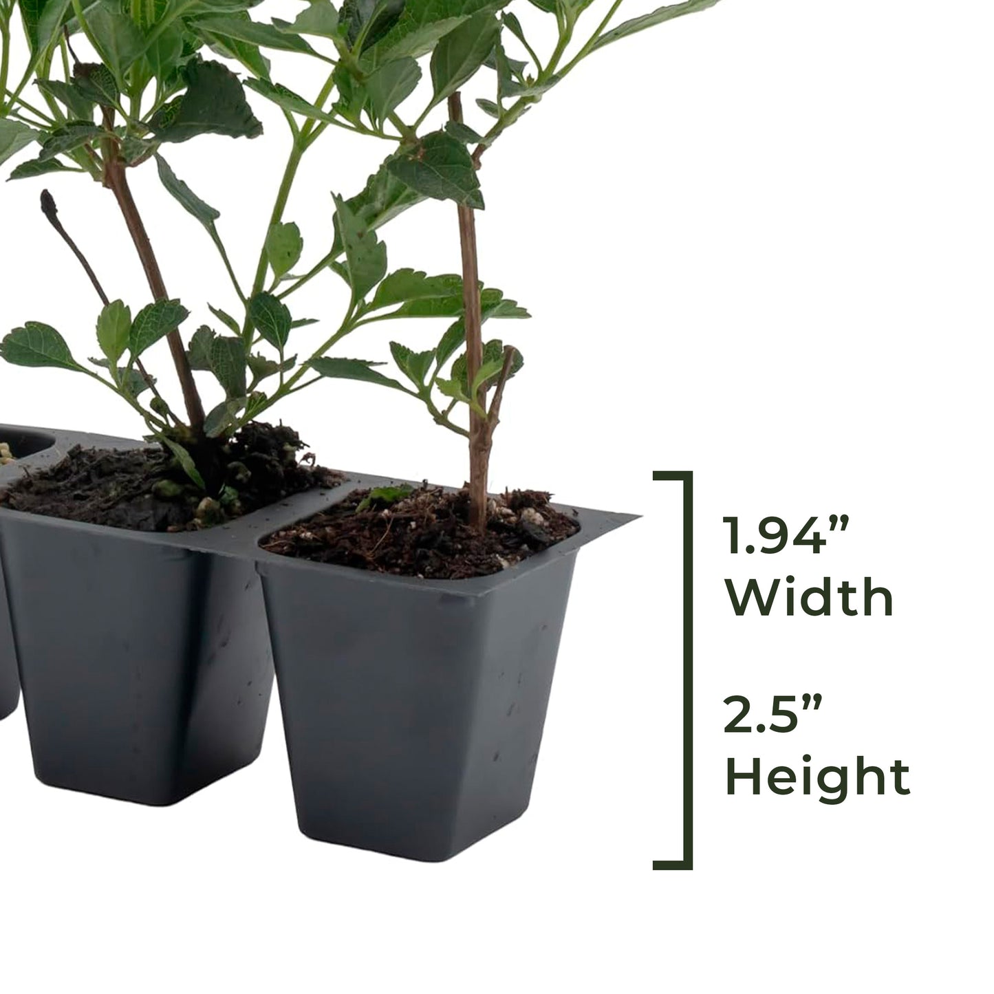 New Gold Lantana | Live Plant in 2.5 Inch Nursery Cube | Lantana x 'New Gold'