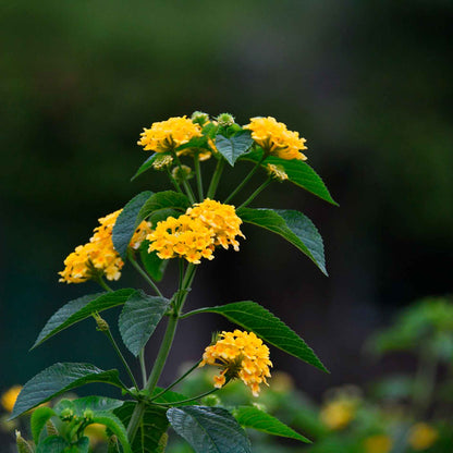 New Gold Lantana in 2.5” Nursery Cubes (Lantana camara 'New Gold')