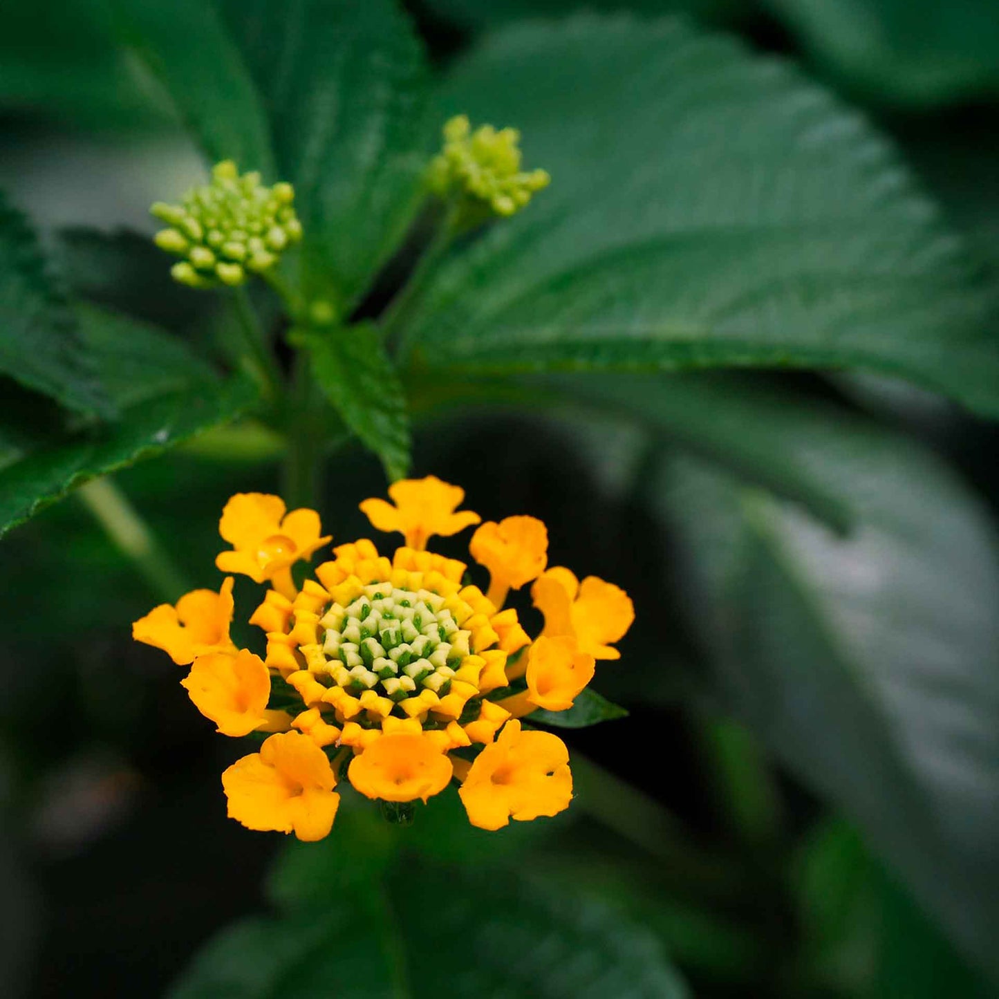 New Gold Lantana in 2.5” Nursery Cubes (Lantana camara 'New Gold')