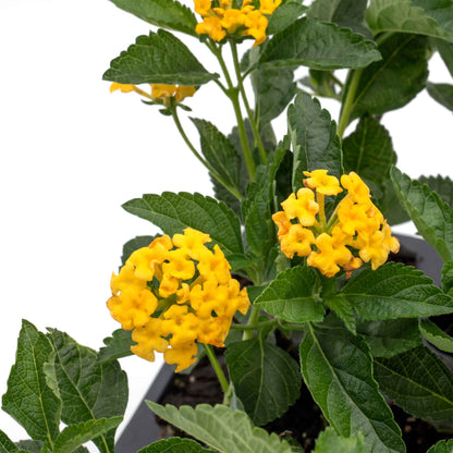 New Gold Lantana in 2.5” Nursery Cubes (Lantana camara 'New Gold')