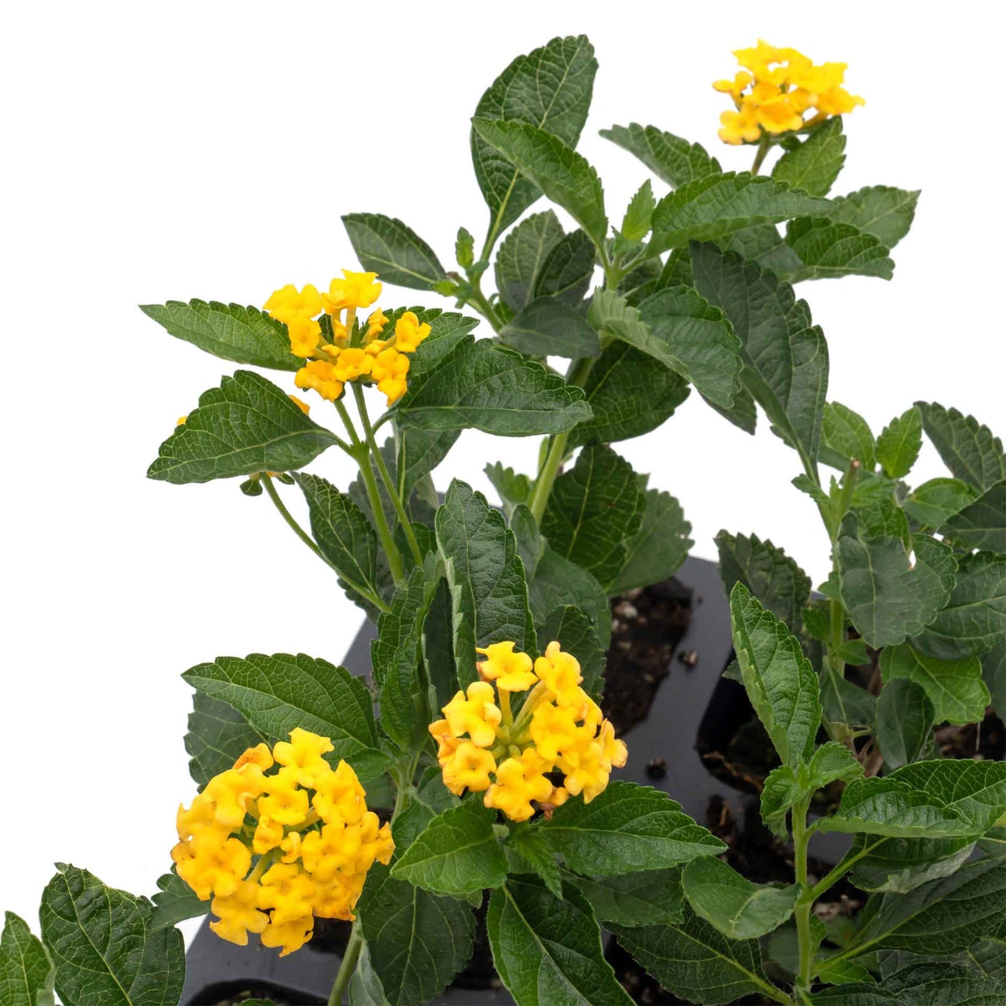 New Gold Lantana in 2.5” Nursery Cubes (Lantana camara 'New Gold')