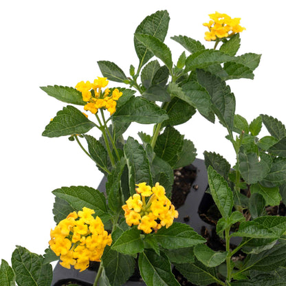 New Gold Lantana in 2.5” Nursery Cubes (Lantana camara 'New Gold')