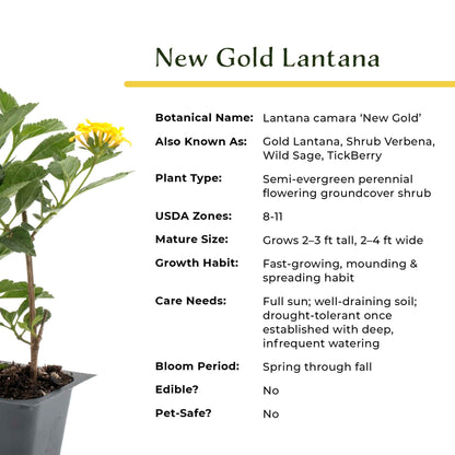 New Gold Lantana in 2.5” Nursery Cubes (Lantana camara 'New Gold')