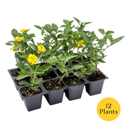 New Gold Lantana in 2.5” Nursery Cubes (Lantana camara 'New Gold')