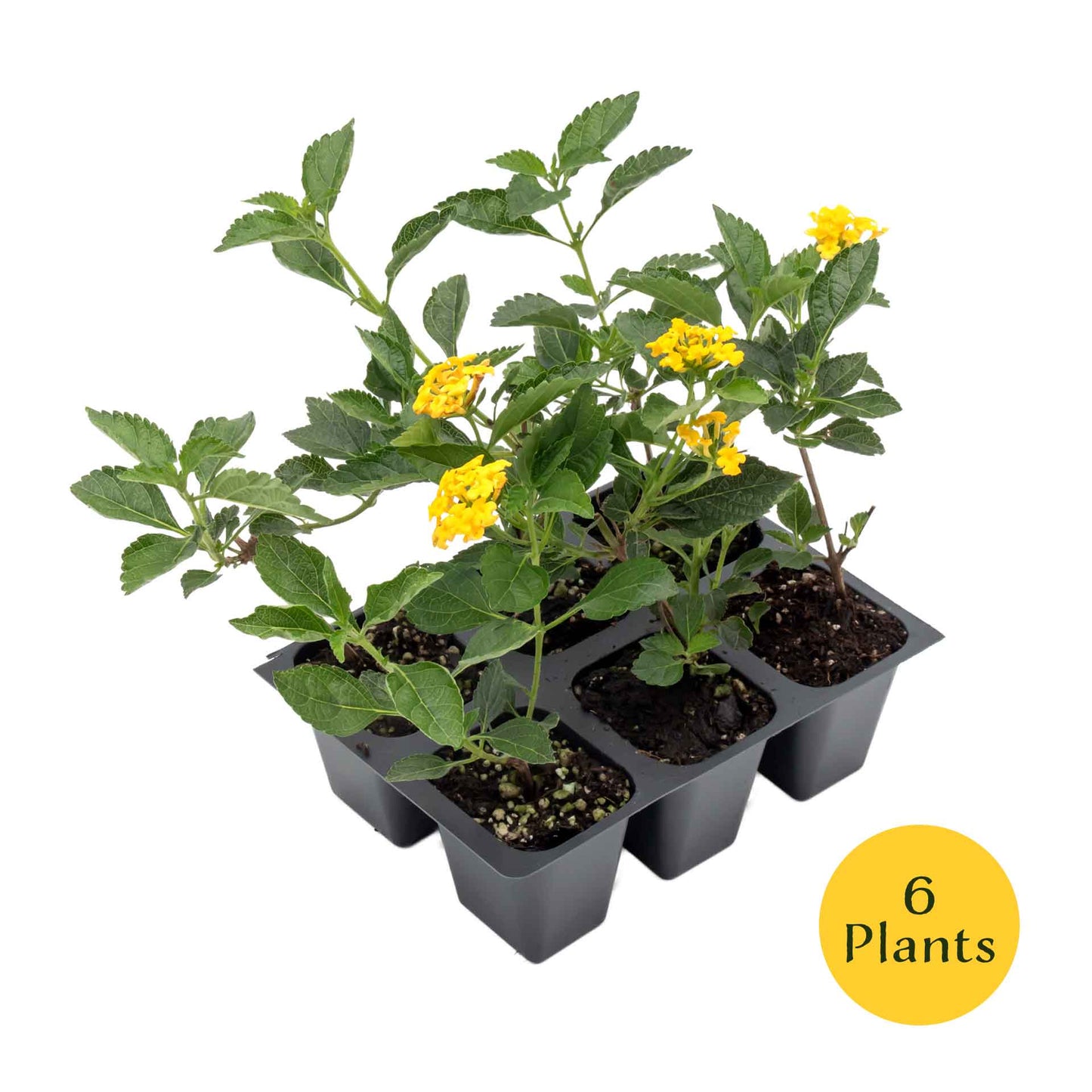 New Gold Lantana in 2.5” Nursery Cubes (Lantana camara 'New Gold')