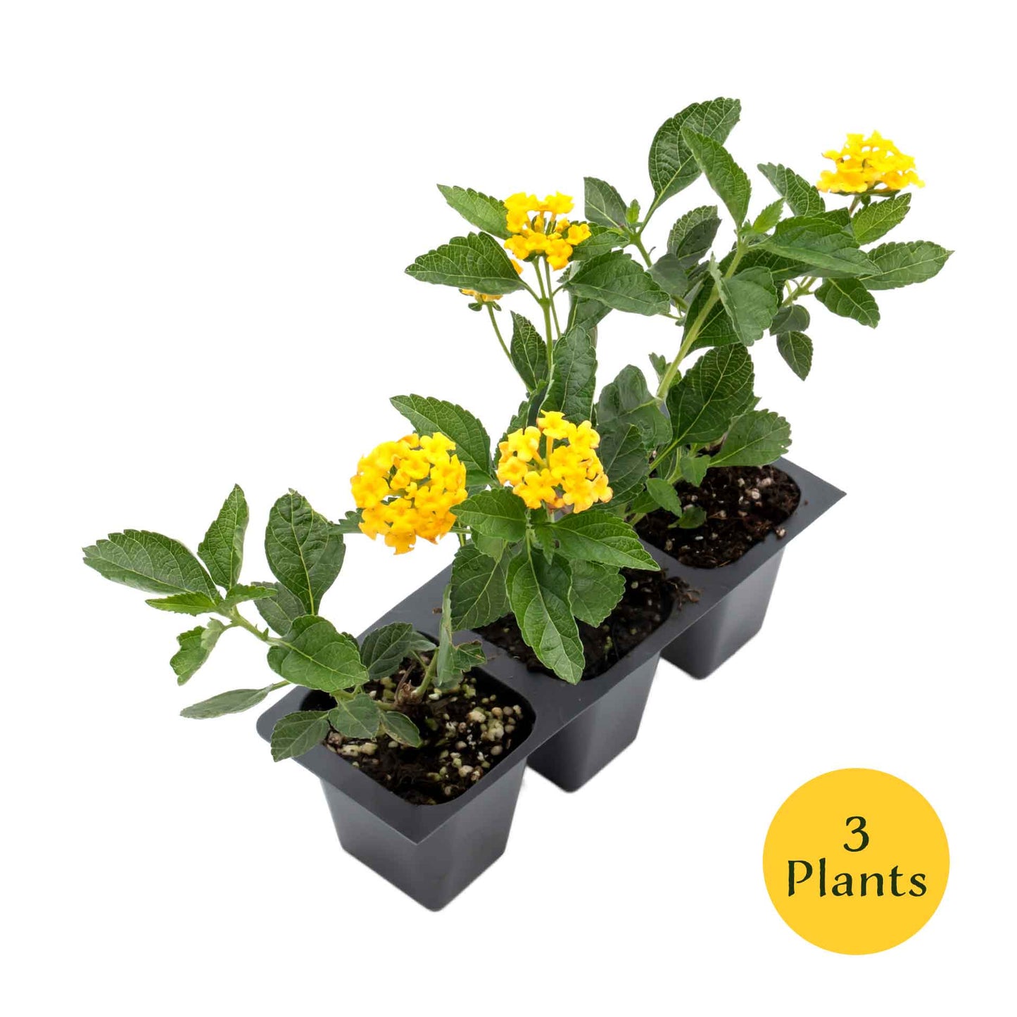 New Gold Lantana in 2.5” Nursery Cubes (Lantana camara 'New Gold')