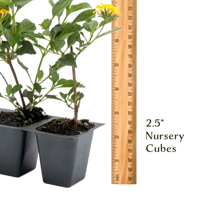 New Gold Lantana in 2.5” Nursery Cubes (Lantana camara 'New Gold')