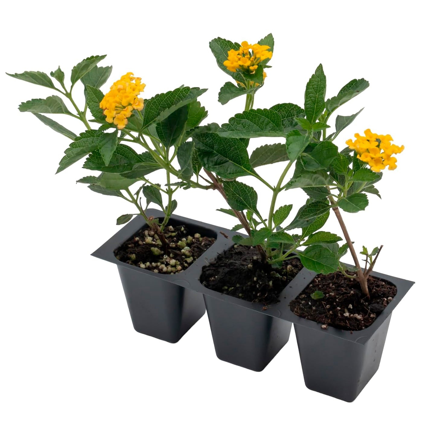 New Gold Lantana | Live Plant in 2.5 Inch Nursery Cube | Lantana x 'New Gold'