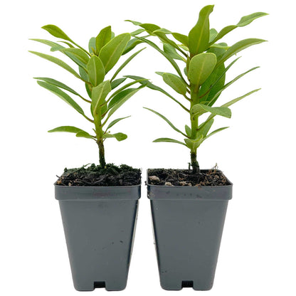 Nova Zembla Rhododendron in 3.5″ Cubes (Rhododendron hybrid ‘Nova Zembla’)