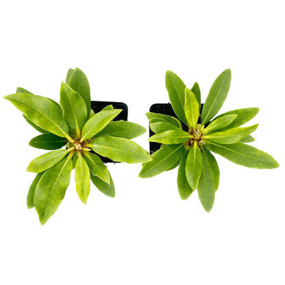 Nova Zembla Rhododendron in 3.5″ Cubes (Rhododendron hybrid ‘Nova Zembla’)